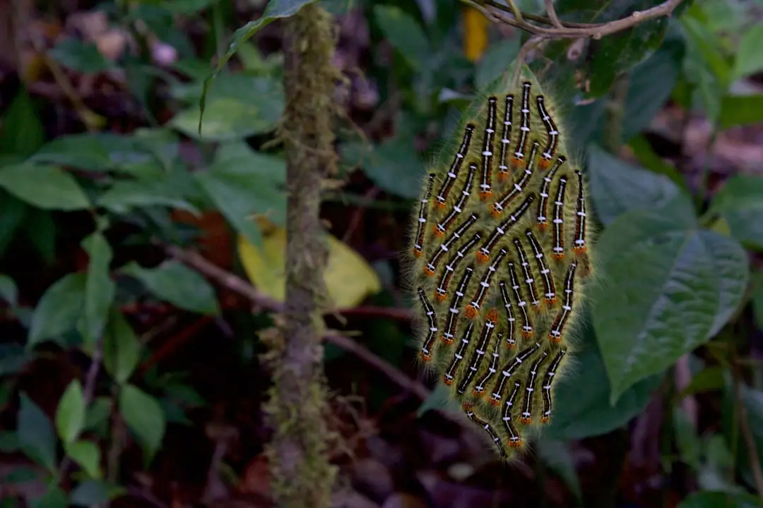 Nid blanc de chenilles processionnaires dans un pin, observé à distance dans un jardin français sécurisé
