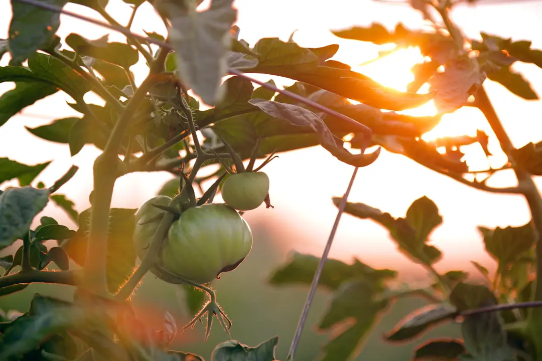 Jardin inclusif avec larges allées stables, bacs potagers surélevés et banc sous une lumière douce