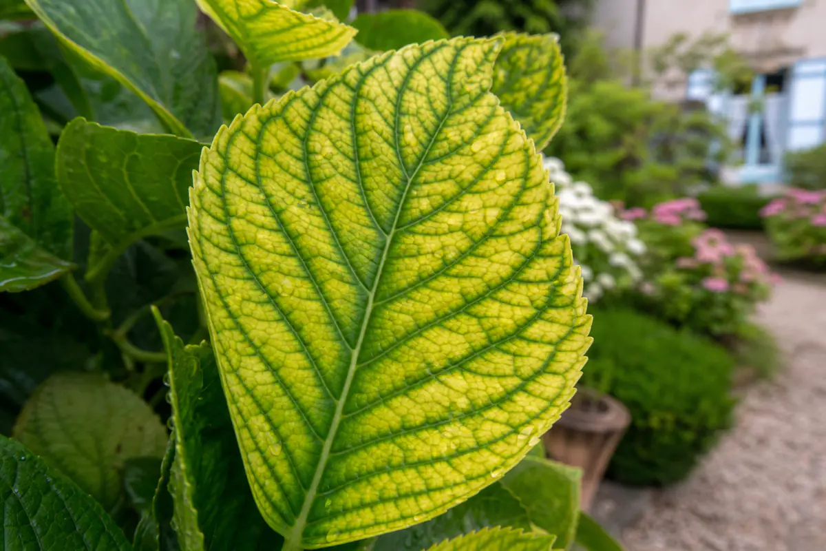 Feuille d'hortensia jaune pâle aux nervures restées bien vertes, chlorose ferrique typique dans un jardin français