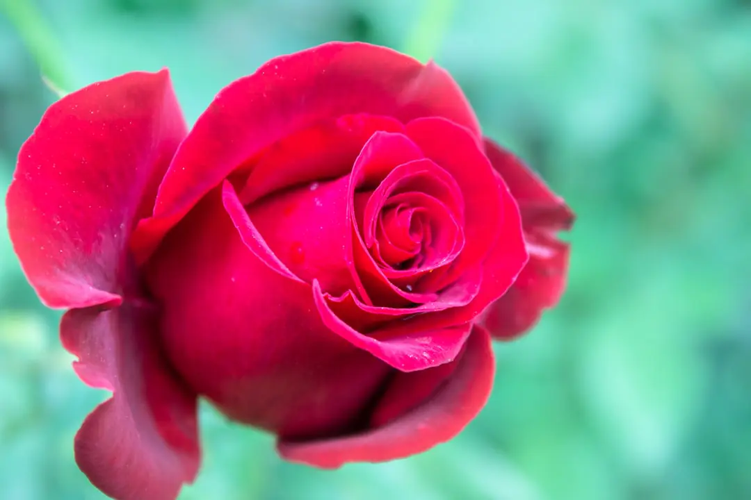 Rosiers buissons et grimpant fleuris dans un jardin français ensoleillé, bordés de vivaces et paillés