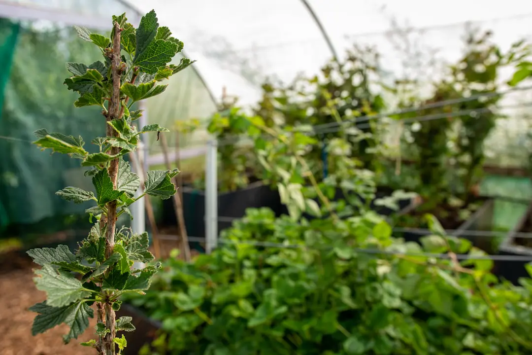 Jardinier préparant des rangs de fèves dans un potager paillé par une matinée douce de février