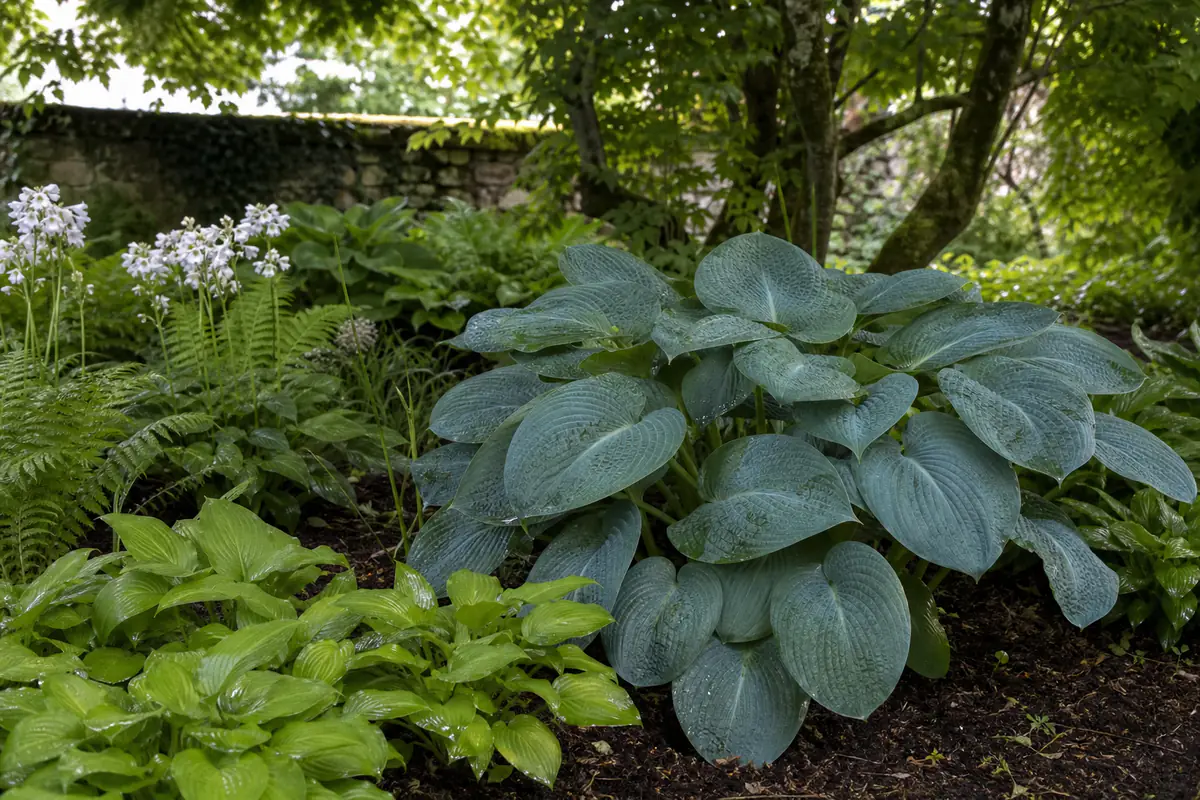 Hostas au feuillage vert et bleuté plantés dans une bordure ombragée, fraîche et lumineuse de jardin français