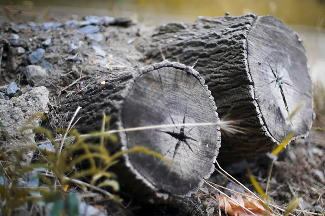 Potager français en hiver avec poireaux, paillage de feuilles et jardinier observant un sol non gelé