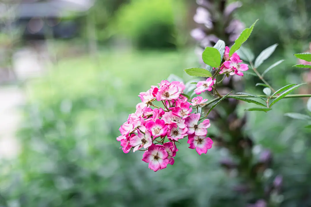 Membres d’un club de jardinage observant des iris, pivoines et bulbes étiquetés autour d’une table en bois