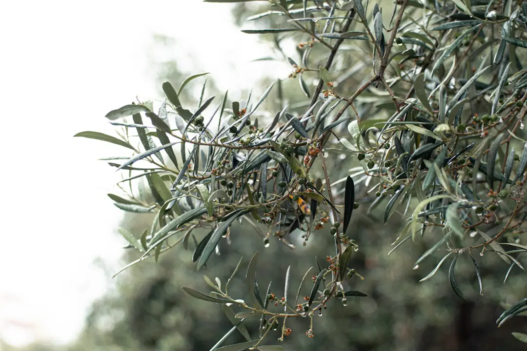 Récupérateur d’eau de pluie opaque relié à une gouttière, près d’un potager paillé dans un jardin français