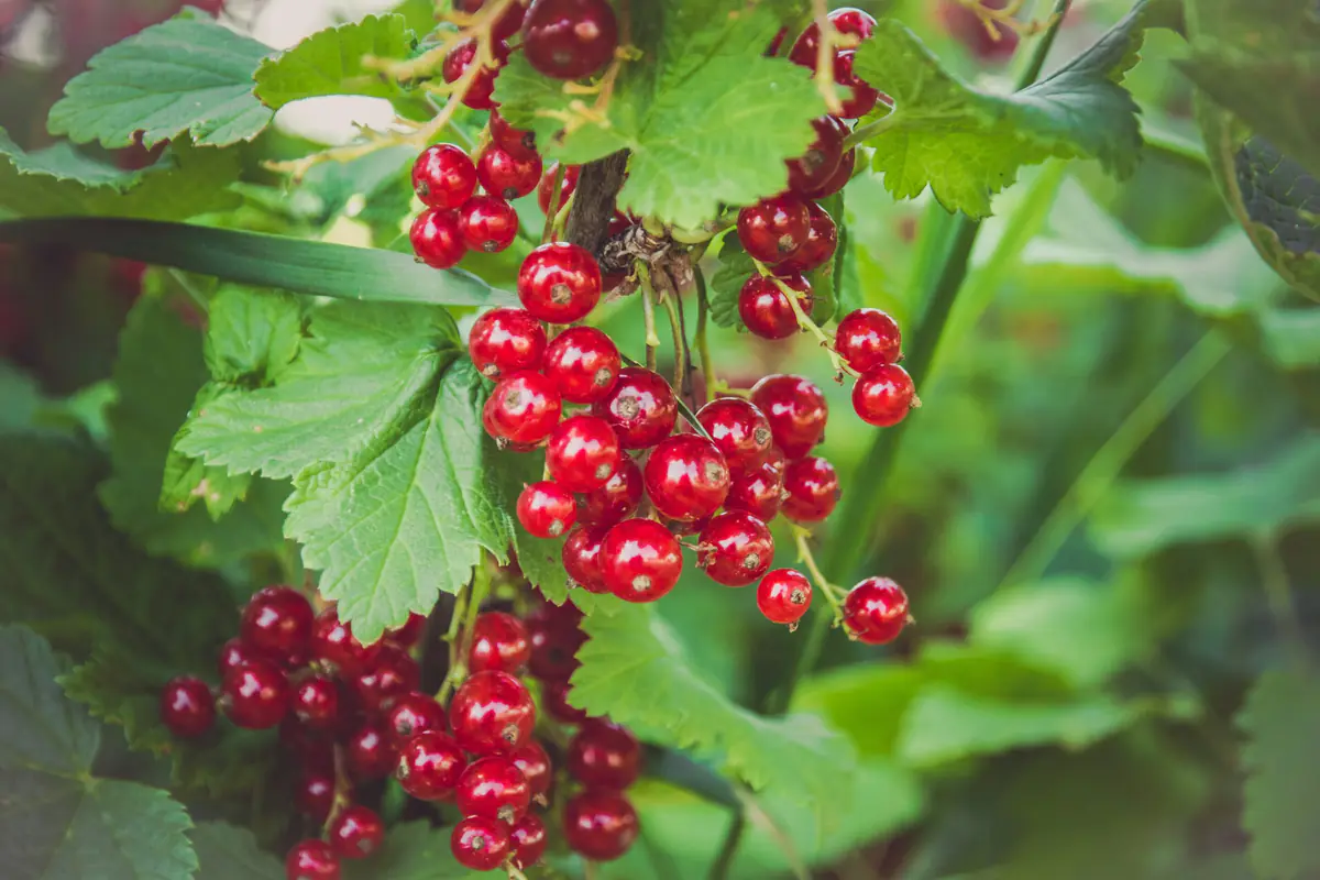 Pommier et poirier paillés dans un verger familial, avec fruits éclaircis et cuvette d’arrosage au pied.