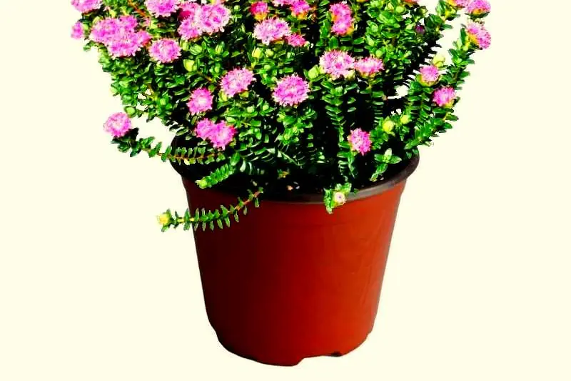 Pimelée ferrugineuse en fleurs roses dans une rocaille ensoleillée de jardin français au printemps