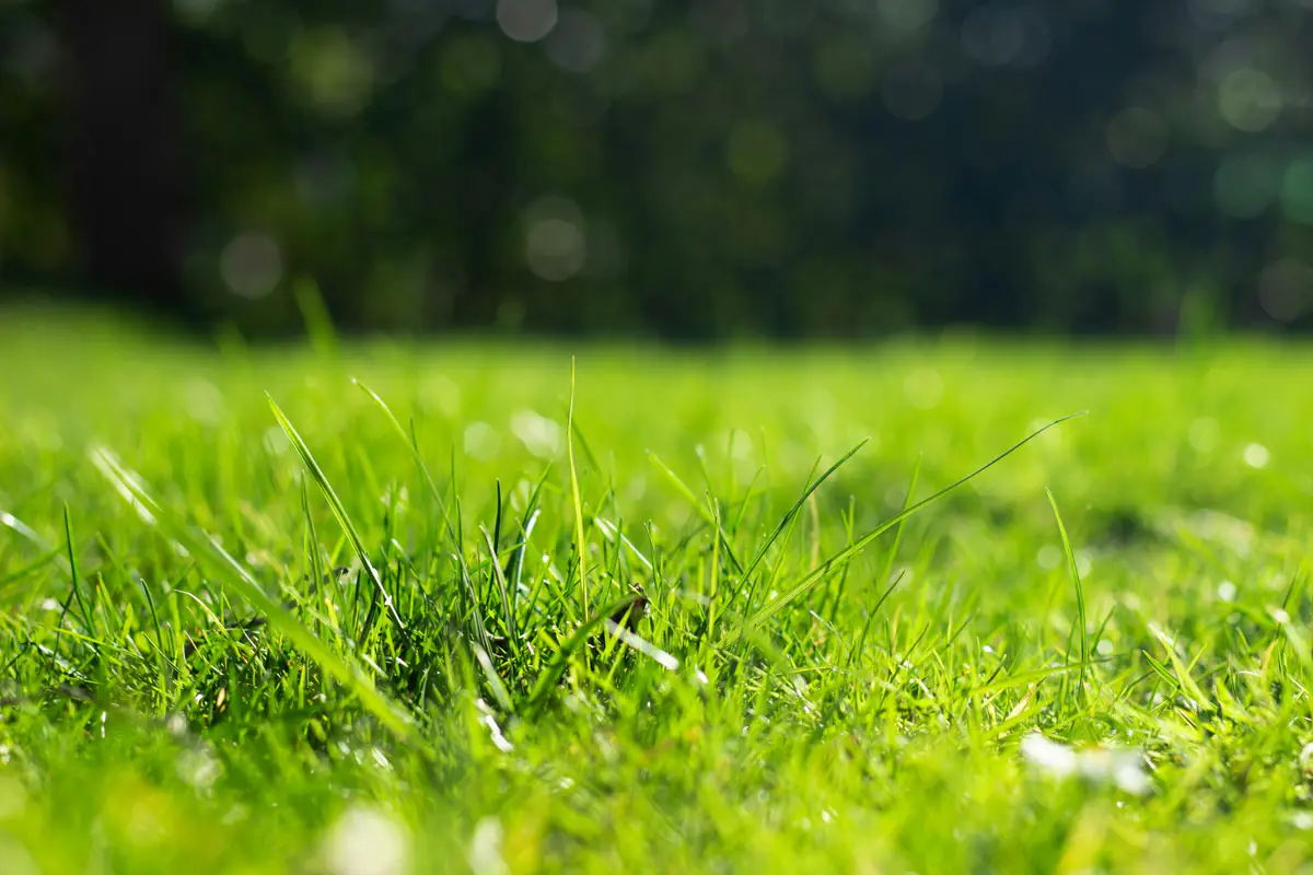 Pelouse dense et haute dans un jardin français, arrosée doucement tôt le matin sous une lumière d’été