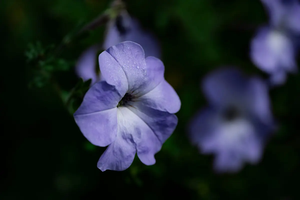 Massif de vivaces et d’arbustes dense sur sol paillé, arrosé au pied dans un jardin français naturel