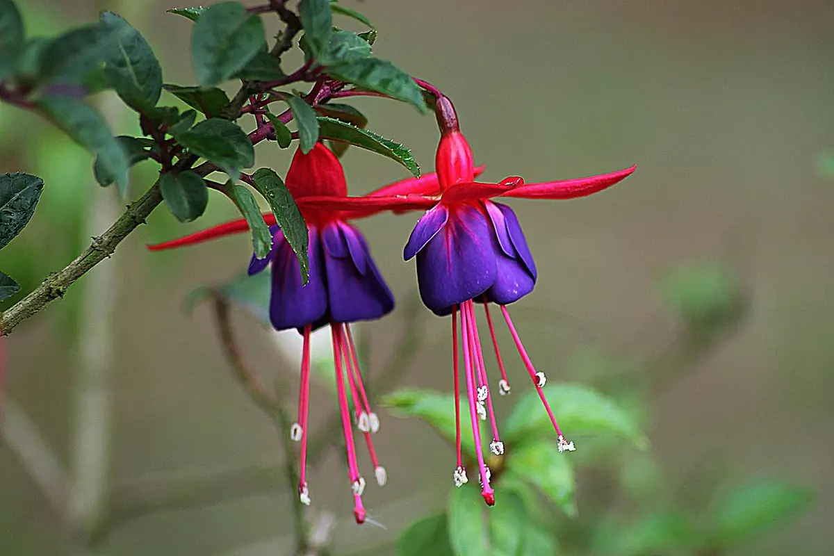 Fuchsia en pot hivernant dans une véranda fraîche et lumineuse, avec paillage autour du contenant