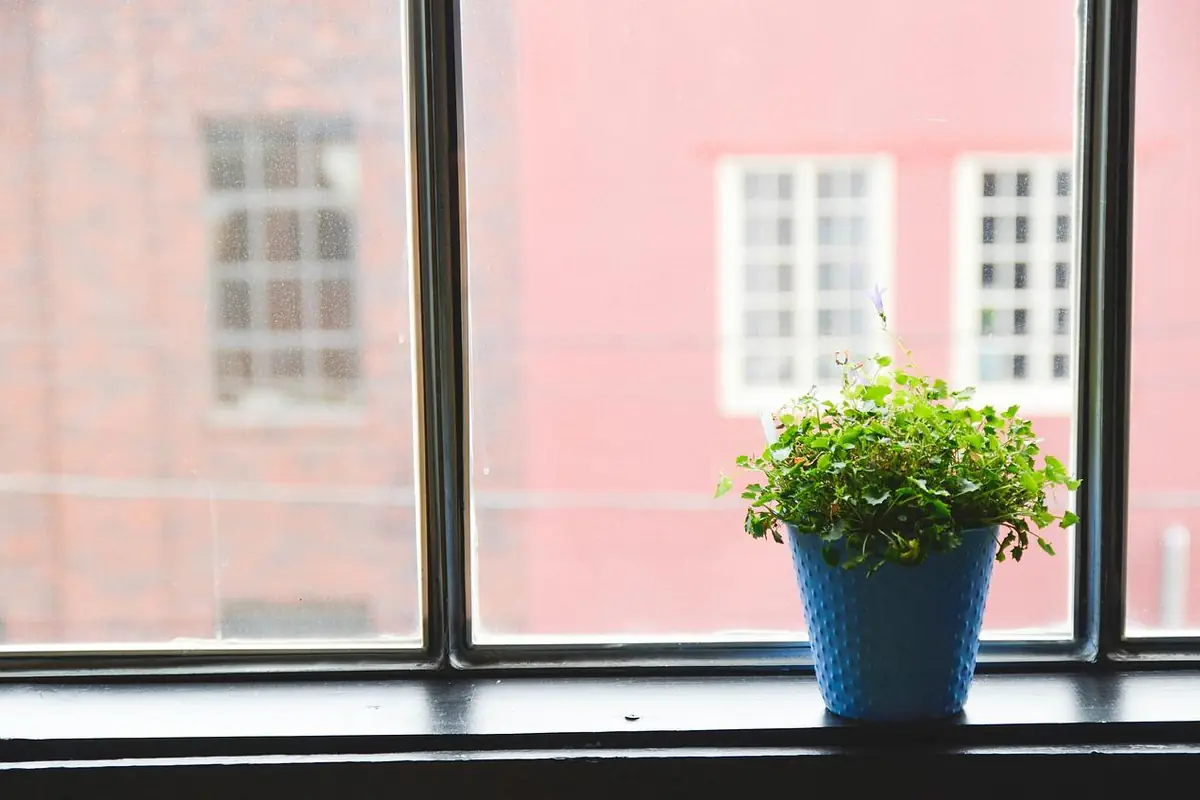 Plantes vertes et fleurs en pots sur un balcon français, avec arrosoir et soucoupes propres au soleil doux