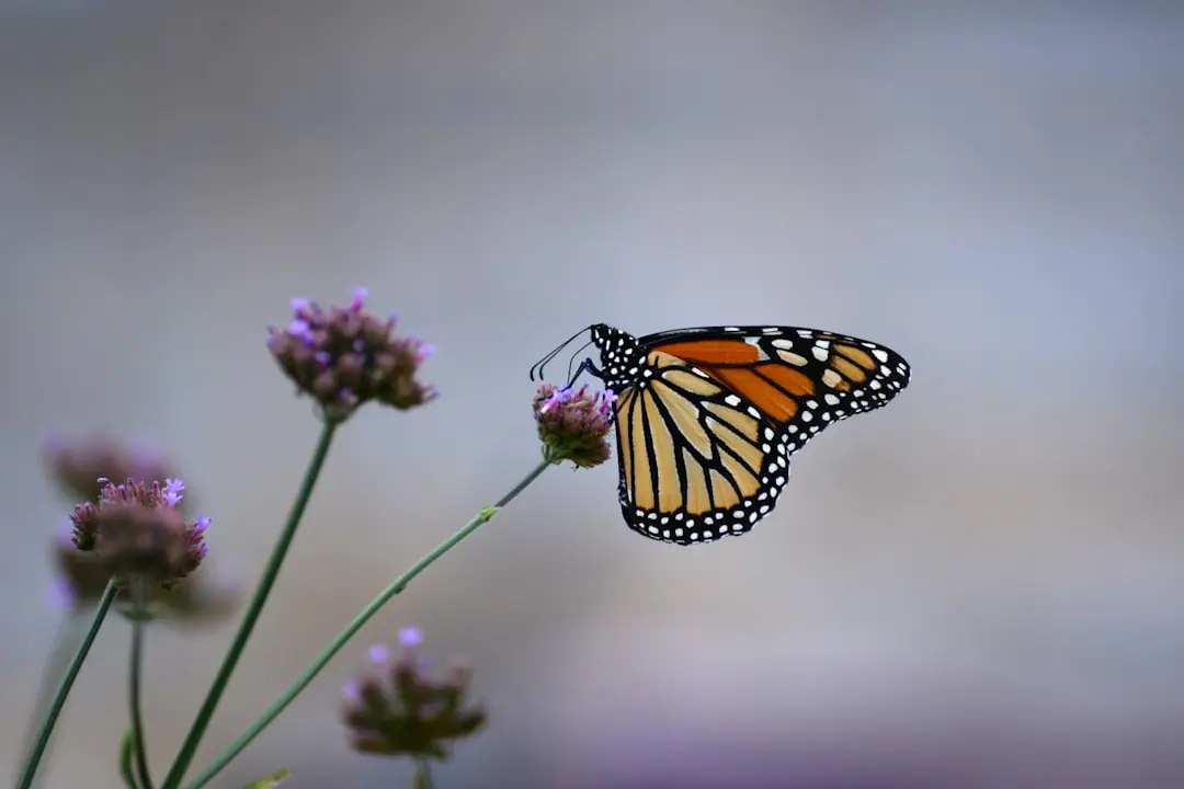 Massif fleuri de lavande, scabieuses et asters fréquenté par abeilles sauvages dans un jardin français