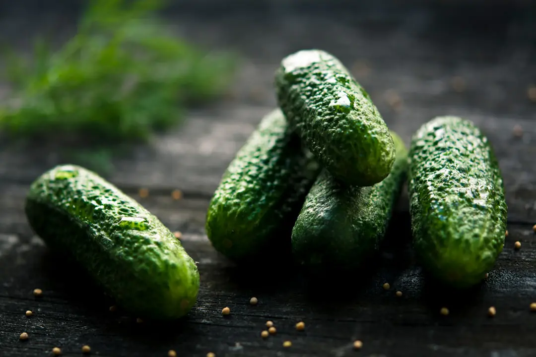 Plants de concombres paillés et arrosés au pied dans un potager français lors d’une chaude matinée d’été