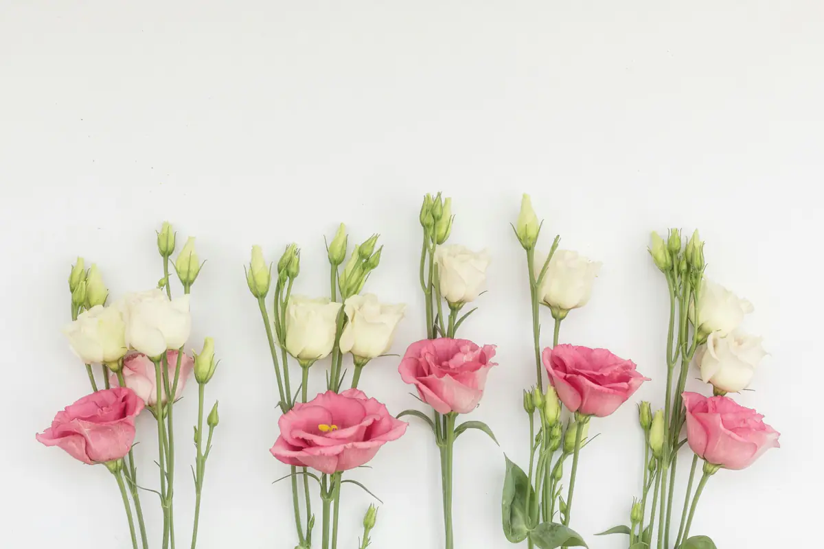 Lisianthus roses et blancs en fleurs dans un massif ensoleillé, soutenus par de discrets tuteurs