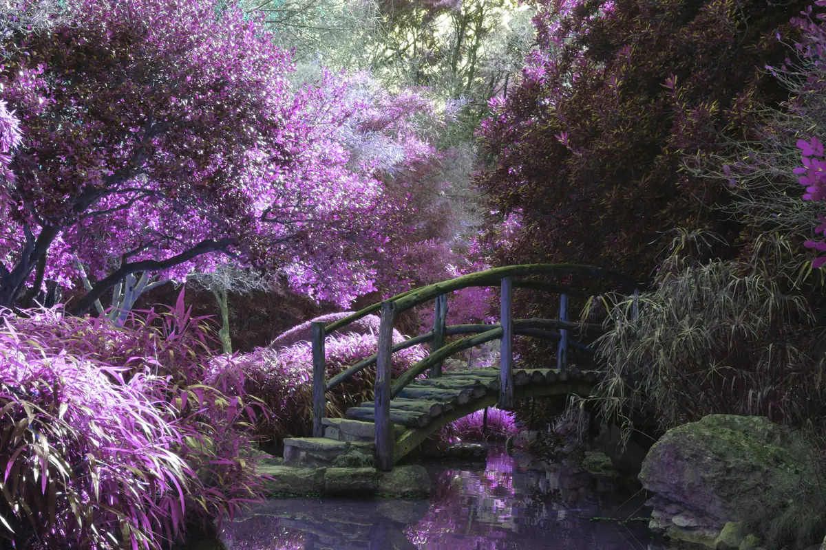 Touffe d’ancolies violettes, roses et blanches en fleurs dans un massif de vivaces à mi-ombre