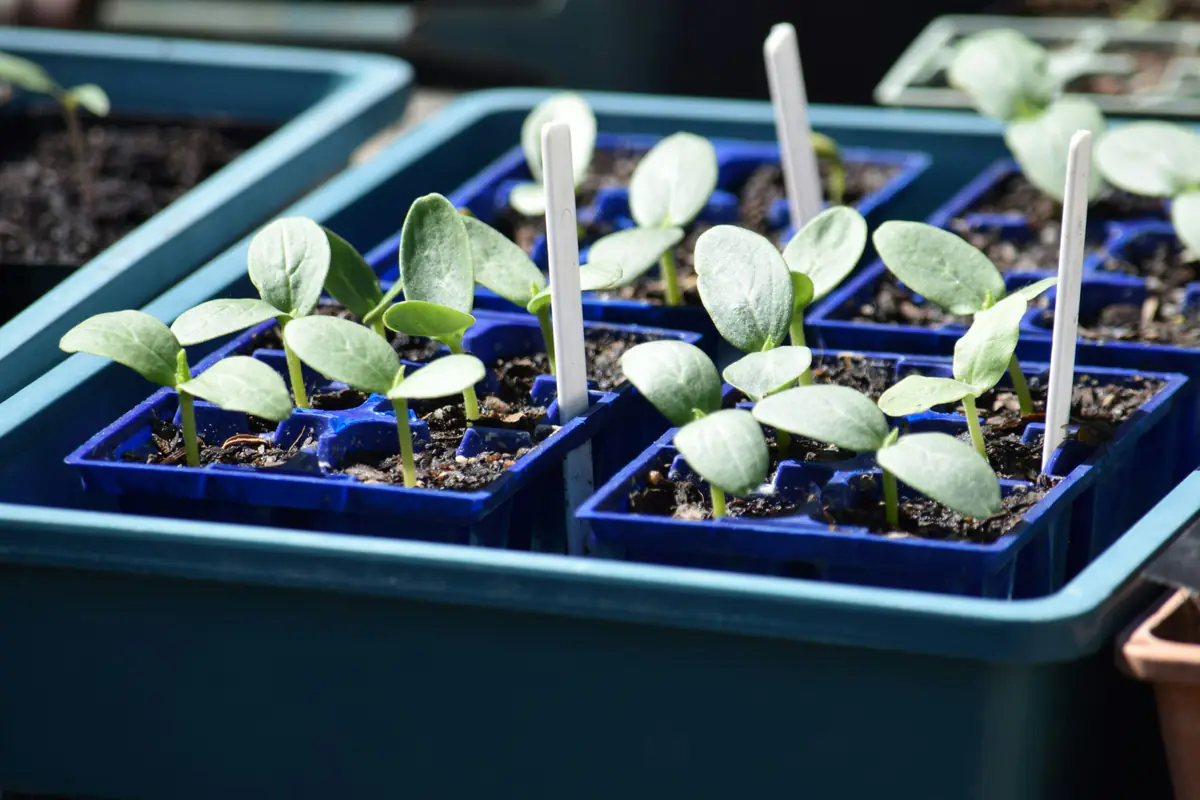 Plants de concombres palissés sur un treillis, paillés et chargés de fruits dans un potager français d’été