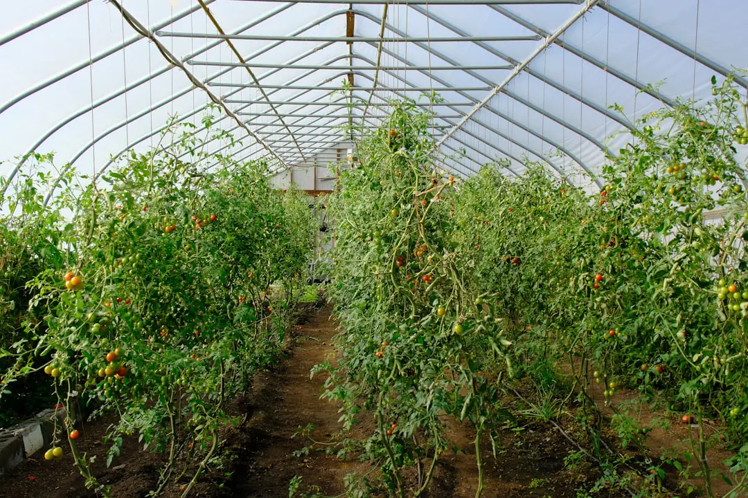 Jardinières verticales de salades et d’aromatiques près d’un composteur dans une petite cour française lumineuse
