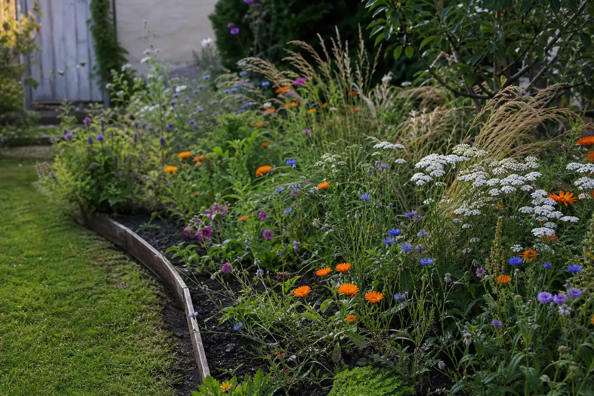 Massif de fleurs sauvages et de vivaces mêlées dans un petit jardin français bordé d'une tonte nette