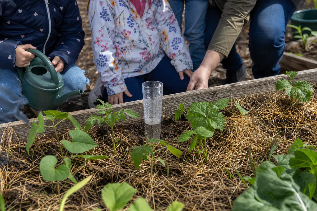 Écoliers observant des semis de haricots dans des bacs de potager près de leur école