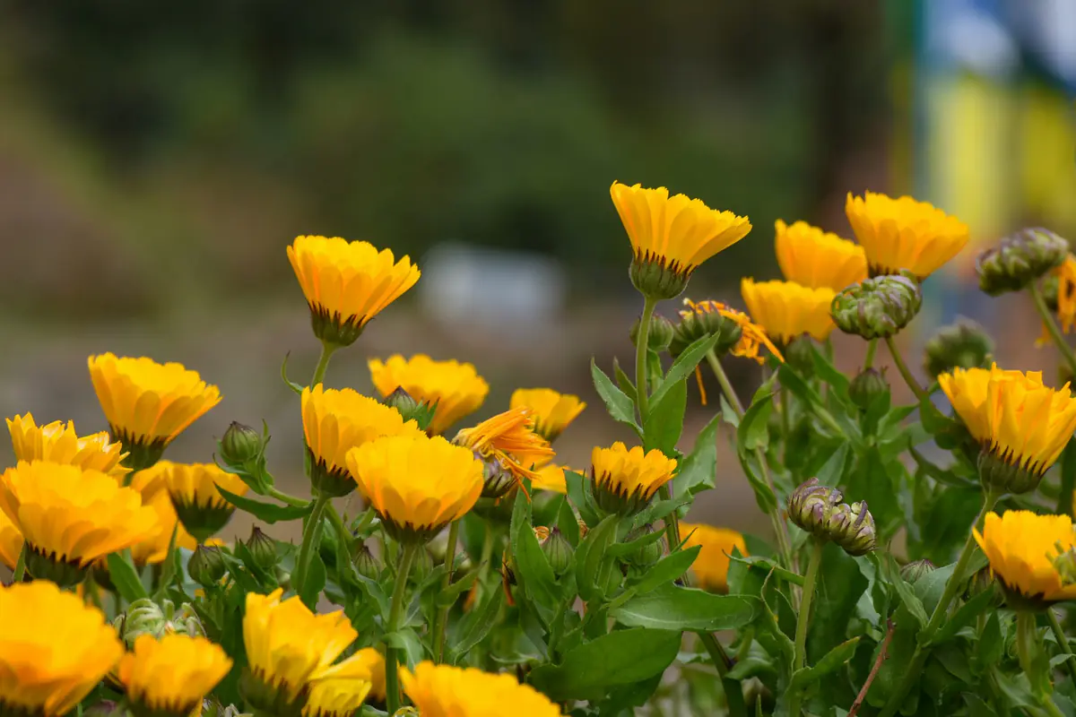 Main récoltant des capitules de souci secs au-dessus d’une enveloppe, dans un potager fleuri français.