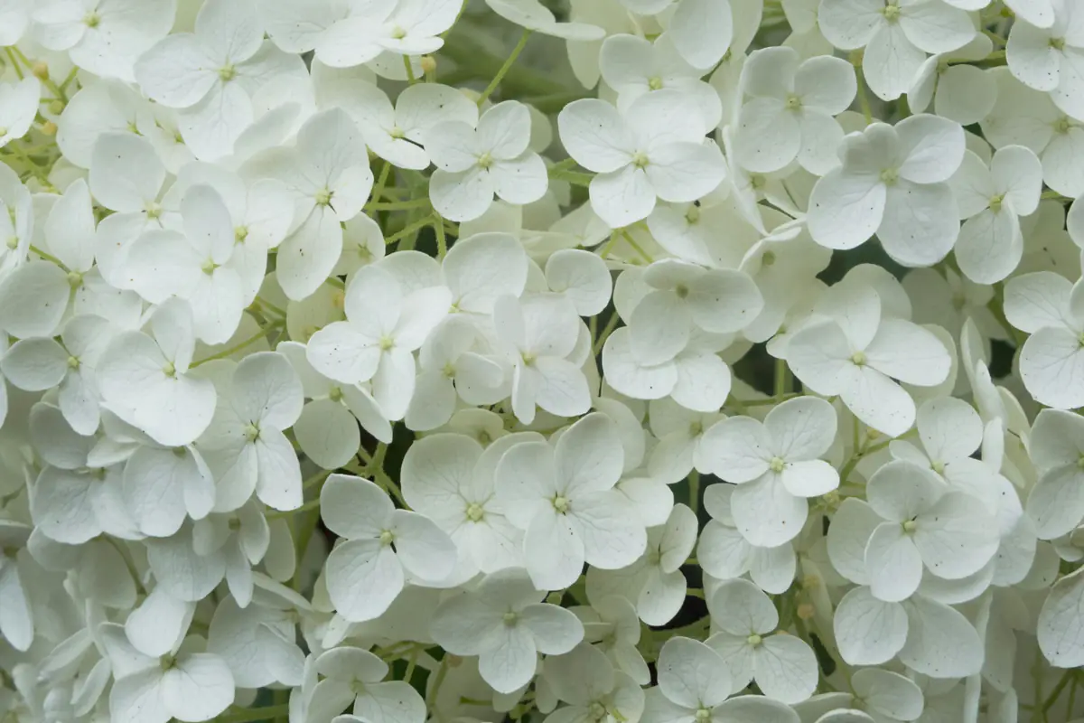 Hortensia à fleurs bleu intense en grand pot, paillé d’écorces, dans un jardin français à mi-ombre
