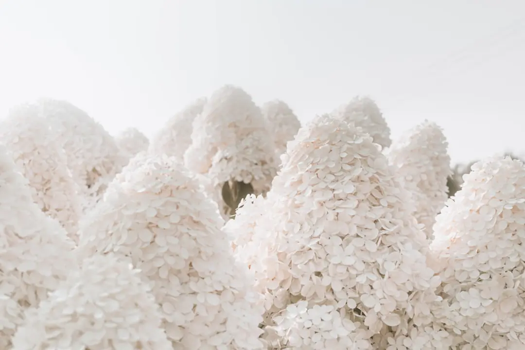 Grand hortensia en fleurs au pied paillé dans un jardin français ombragé, sur un sol riche et frais