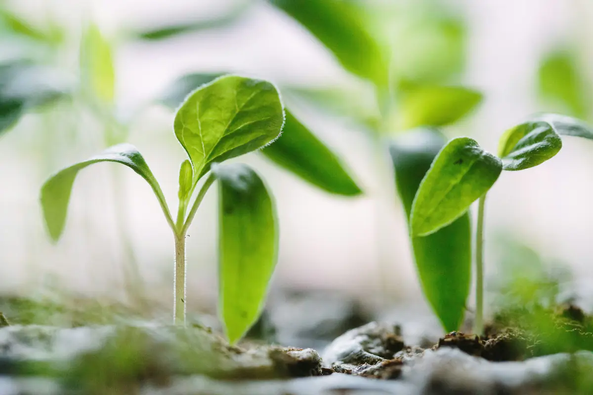 Jardinier agenouillé paillant un potager fleuri, avec récupérateur d’eau et outils manuels dans un jardin français