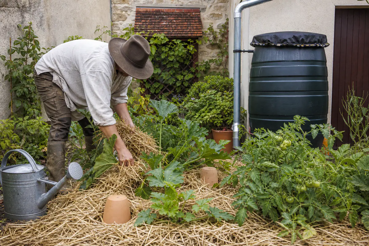 Jardinière paillant un potager près d’une cuve d’eau de pluie et d’oyas enterrées entre les légumes