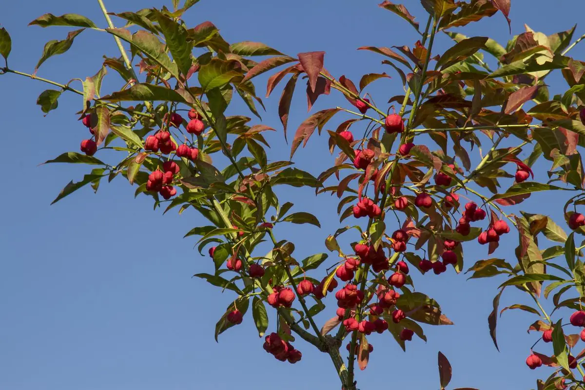 Fusain d’Europe en fruits roses et orange dans une haie de jardin français en automne lumineux