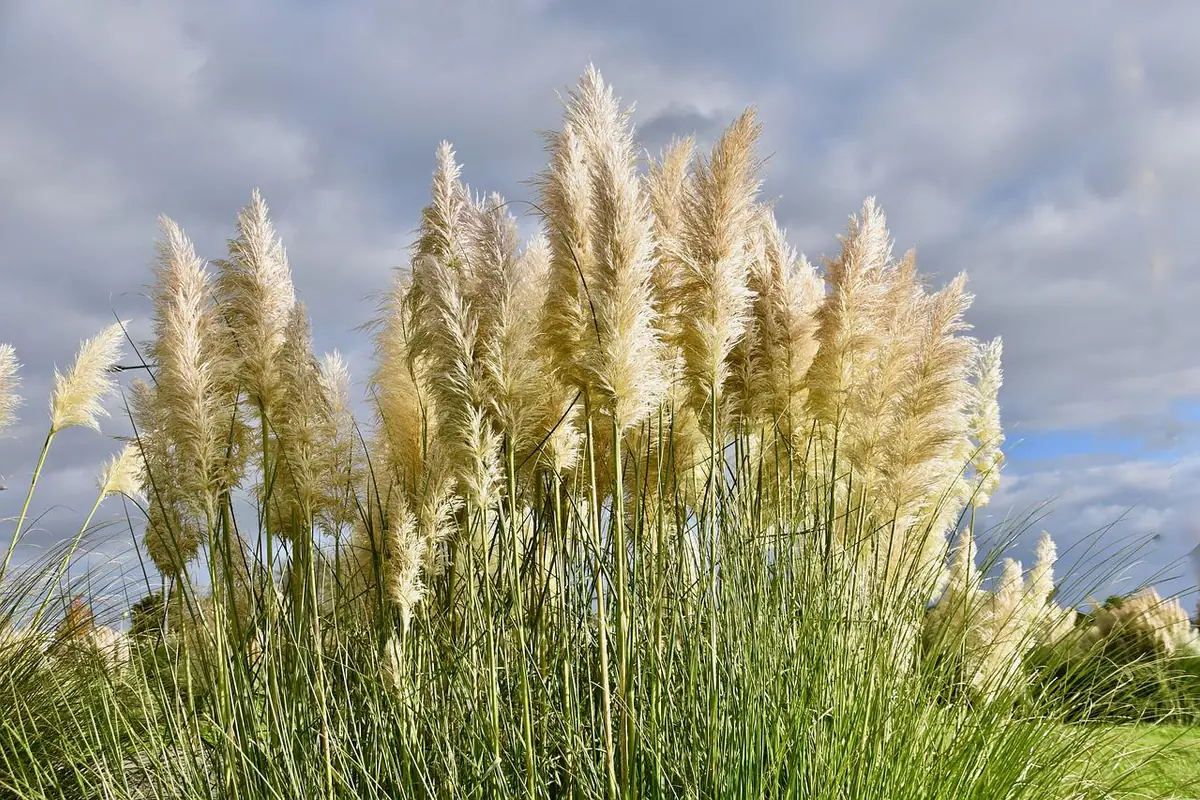 Touffe d’herbe de la pampa coupée et bâchée pendant son retrait sécurisé dans un jardin français