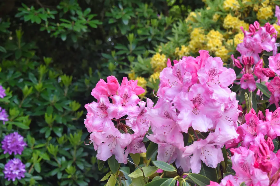 Main retirant délicatement une hampe fanée sur un rhododendron dans un jardin ombragé et fleuri.
