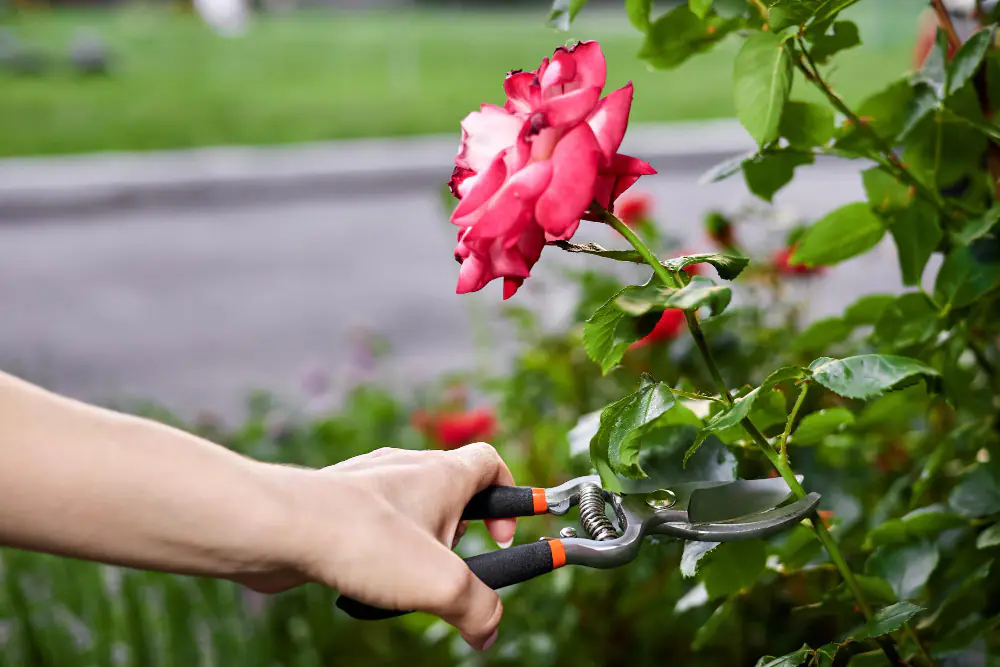Jardinier taillant un rosier buisson au sécateur au-dessus d’un bourgeon dans un jardin français lumineux