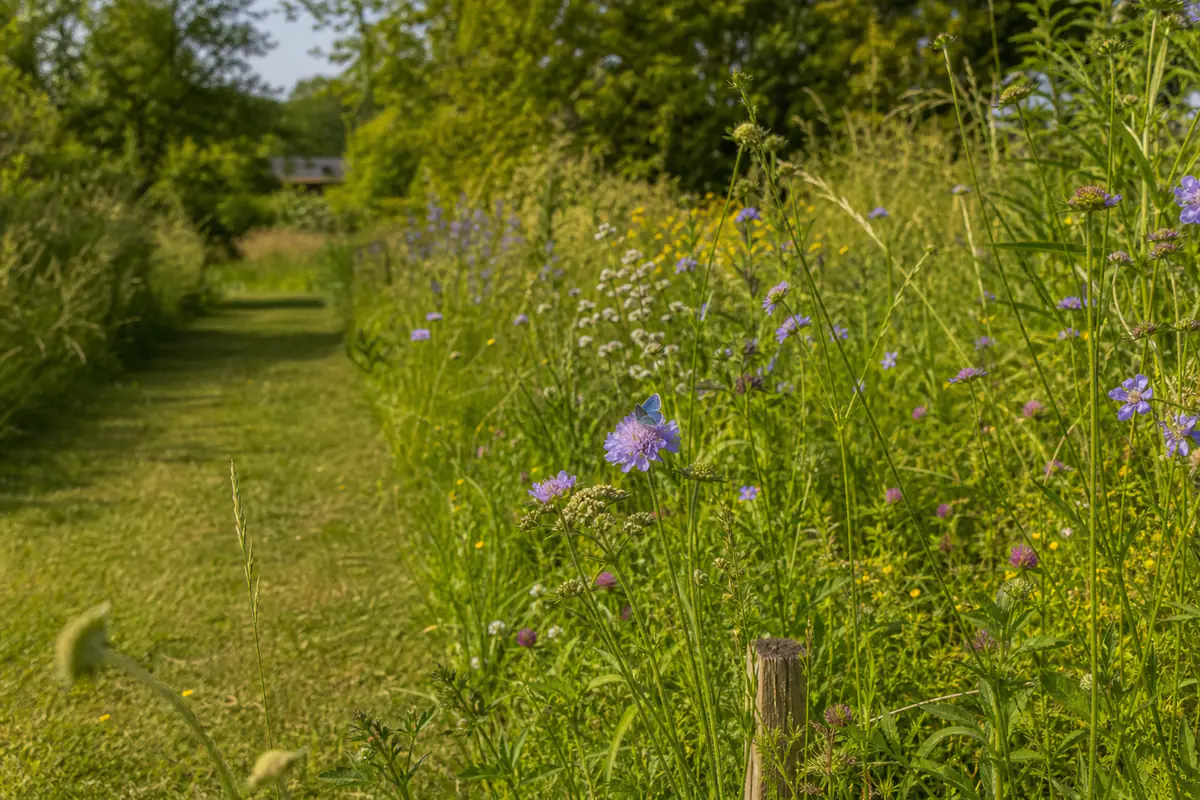 Papillon posé sur une fleur simple dans une bande sauvage d’un jardin français entretenu en mosaïque