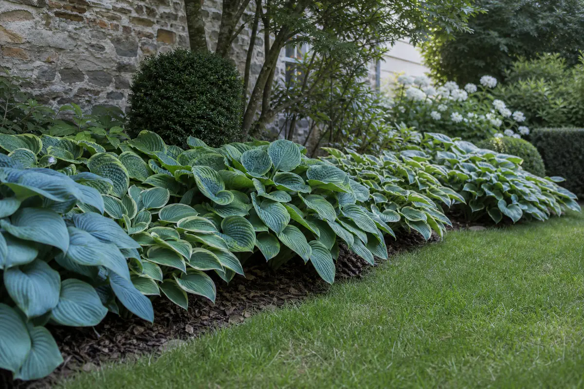 Massif ombragé de hostas aux grandes feuilles couvrant un sol paillé, sans mauvaises herbes visibles