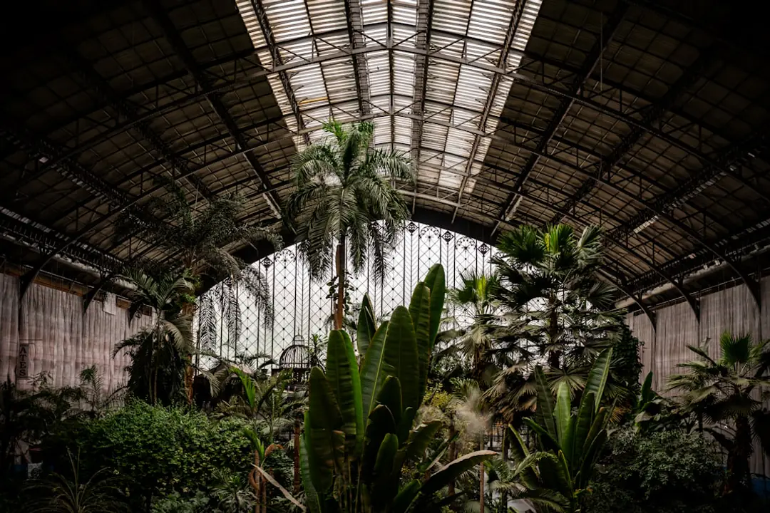 Jungle intérieure lumineuse composée de grandes plantes vertes près d’une fenêtre dans un salon français