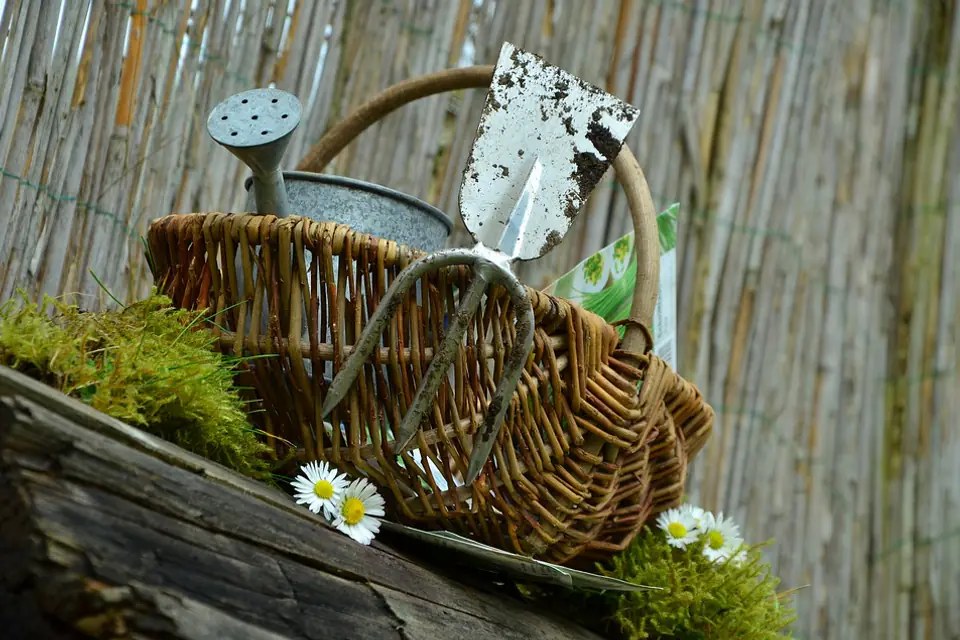 Outils manuels posés près d'une planche potagère ameublie, avec fourche-bêche, griffe et râteau