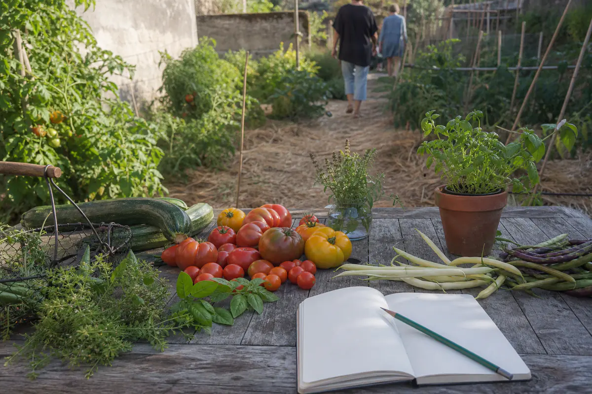 Table de récoltes estivales dans un jardin français, avec tomates, aromatiques et carnet de visite