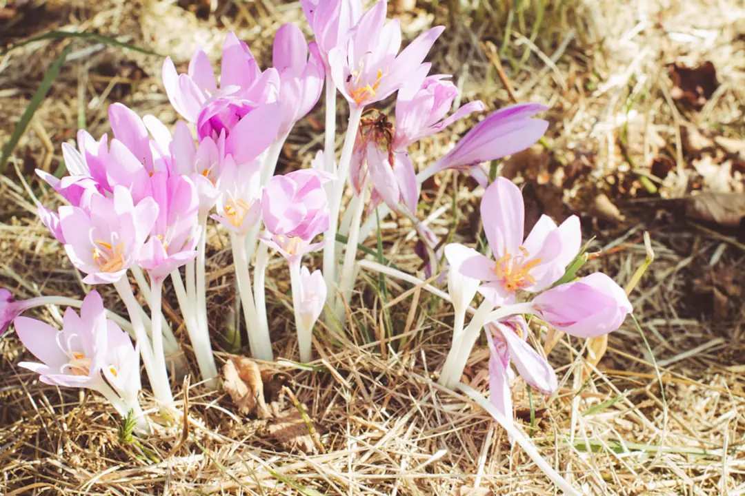 Mains gantées séparant des cormes de colchique secs dans une plate-bande de jardin en été