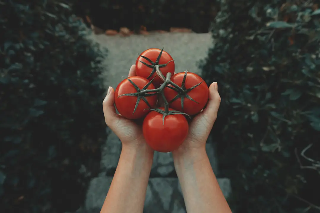 Plant de tomates au potager avec feuilles saines, fruits mûrs et paillage au pied sous une lumière douce