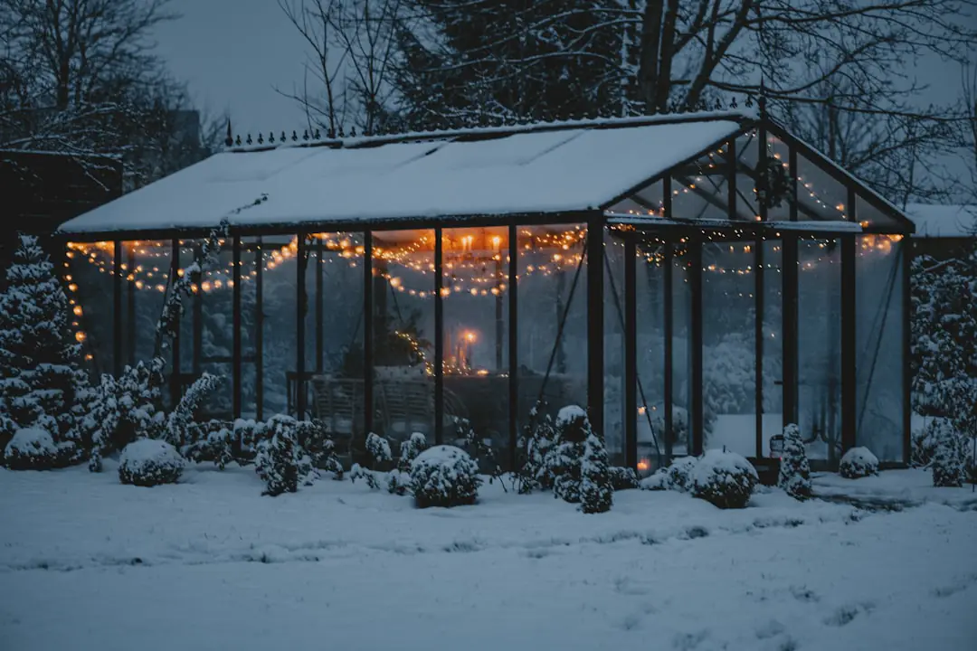Massif de jardin français en hiver mêlant graminées dorées, cornouillers rouges et hellébores en fleurs
