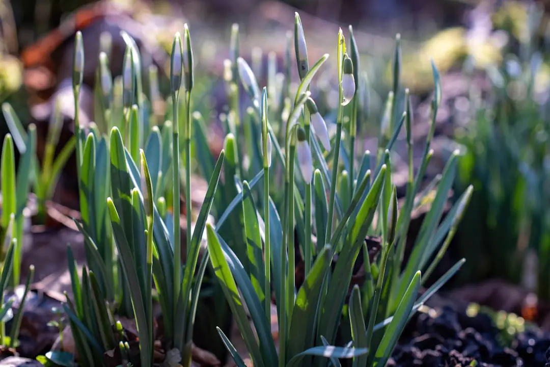Jardinier préparant un carré potager en février avec compost mûr et voile d’hivernage dans un jardin français.