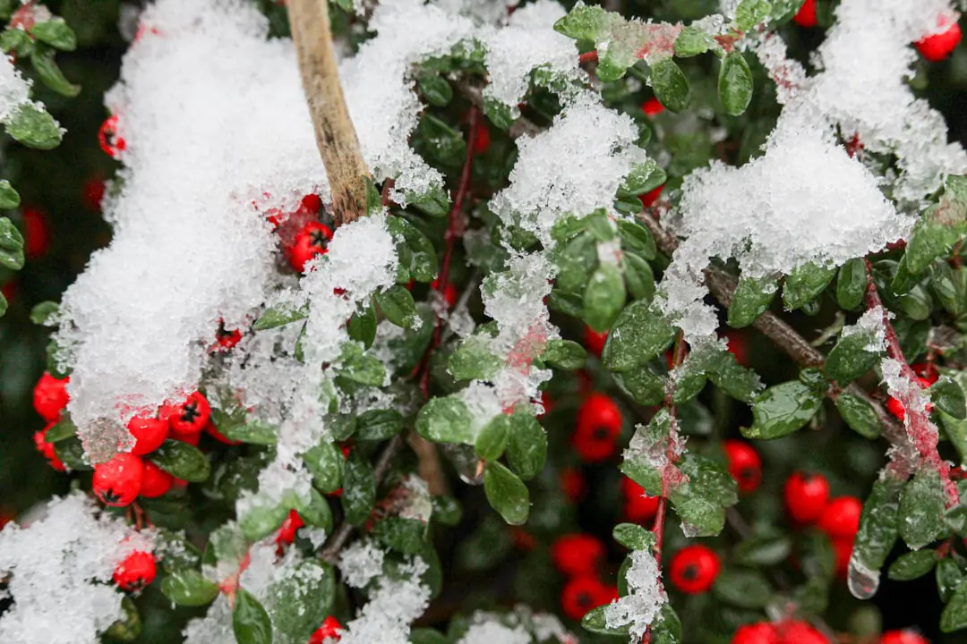 Jardin français en hiver avec massifs paillés, pots protégés et feuillages givrés sous une lumière douce