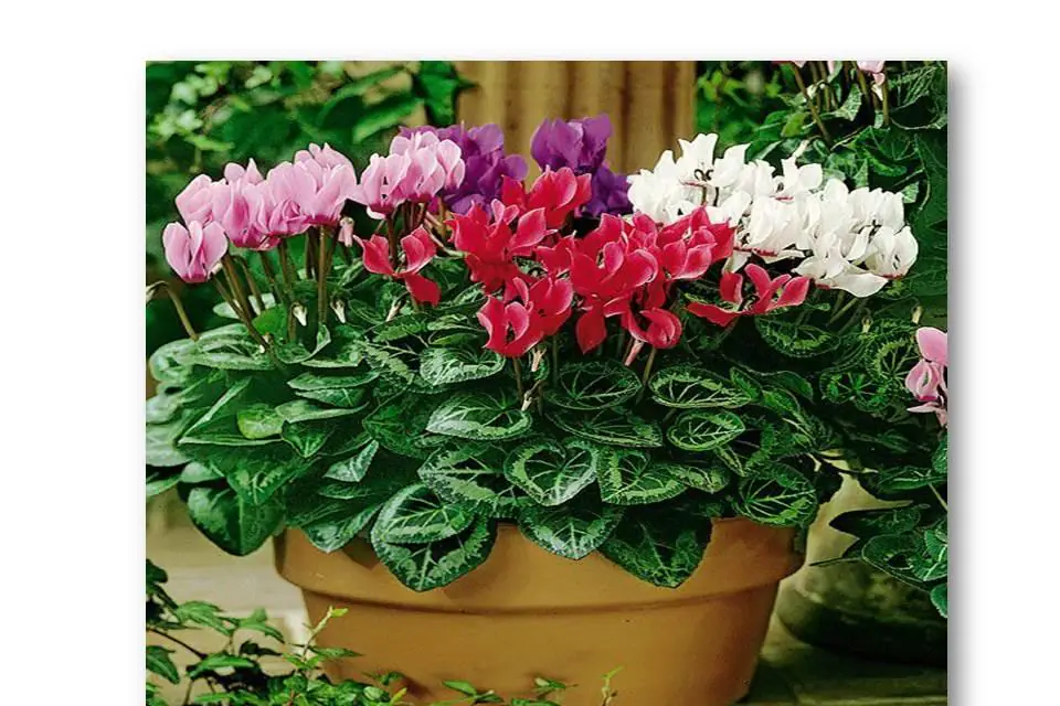 Un cyclamen rose en pot près d’une fenêtre lumineuse, avec feuillage marbré et soucoupe sèche