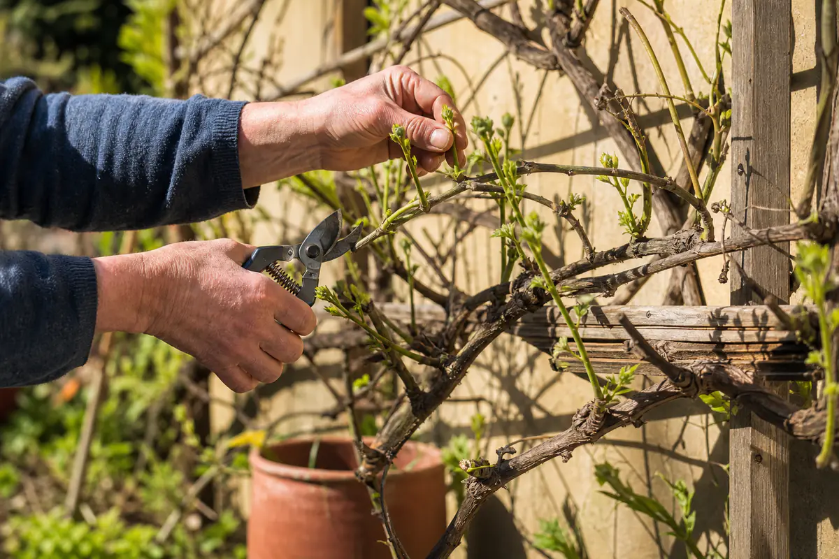 Jardinier taillant une passiflore comestible palissée sur un mur chaud avec un sécateur propre