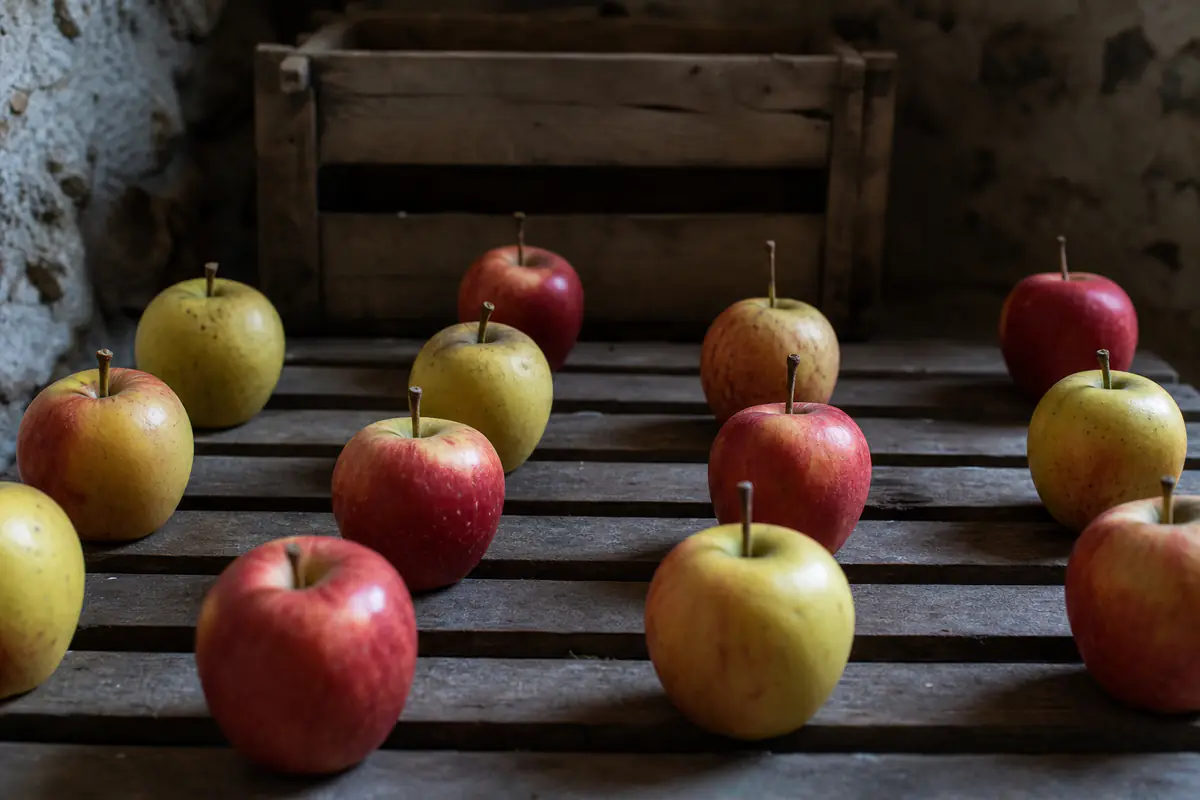 Pommes rangées en une seule couche sur une clayette en bois de cave, queues vers le haut, sans contact