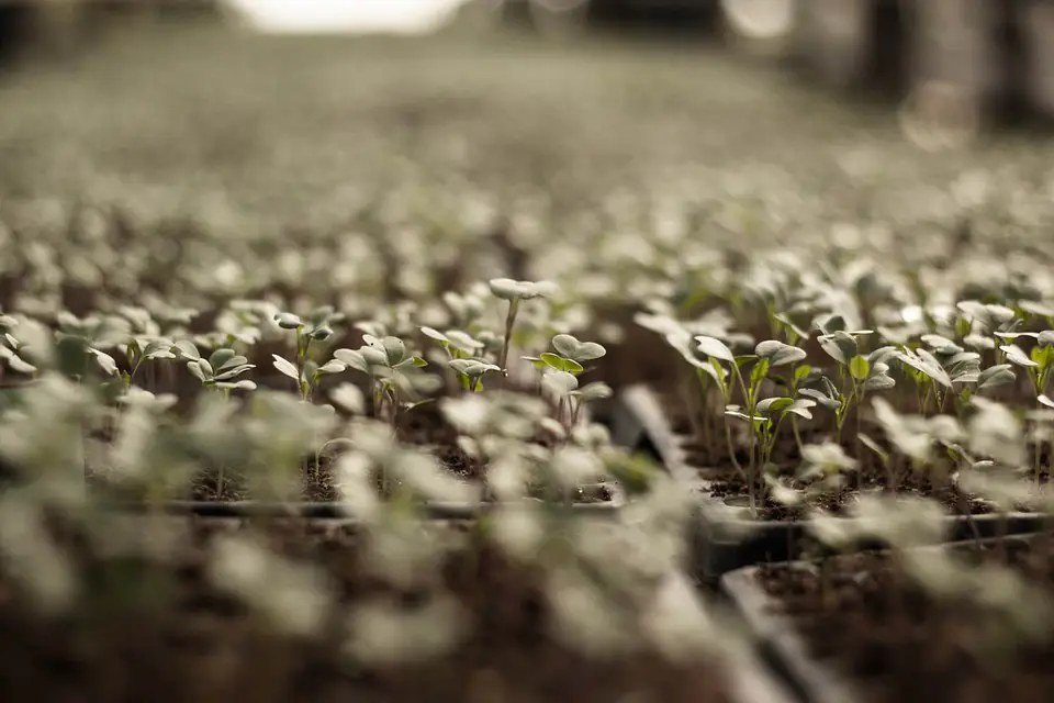 Châssis en bois vitré orienté au sud, rempli de jeunes semis verts dans un potager français en hiver