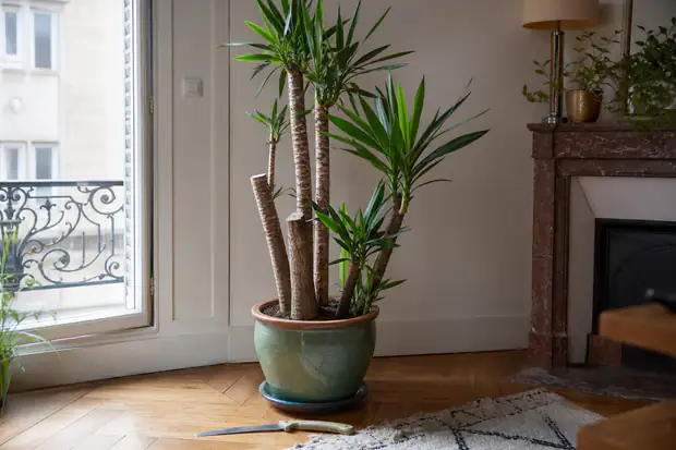 Yucca d'intérieur en pot près d'une fenêtre, avec plusieurs cannes coupées net et une scie posée sur le parquet