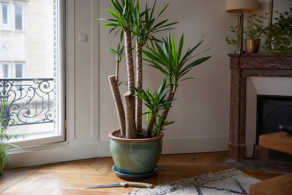 Yucca d'intérieur en pot près d'une fenêtre, avec plusieurs cannes coupées net et une scie posée sur le parquet