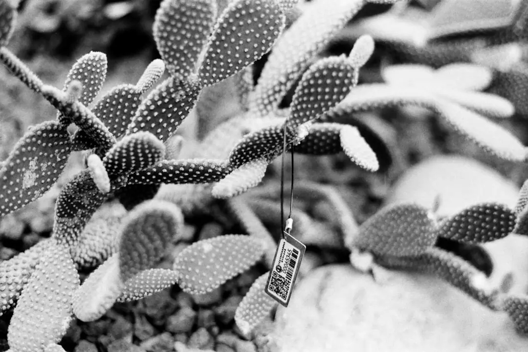 Composition de cactus, aloès et crassulas dans des pots en terre cuite devant une fenêtre lumineuse