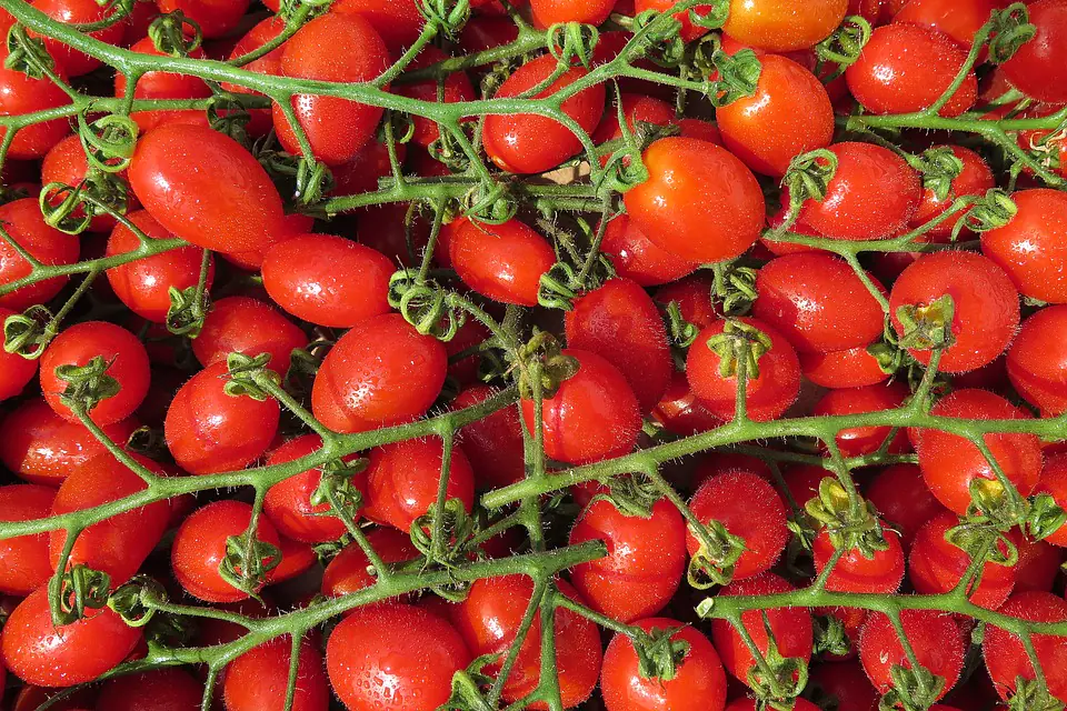 Potager bio familial en planches paillées, avec tomates, salades et fleurs mellifères au soleil matinal